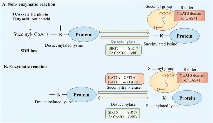 Enzymatic and non-enzymatic lysine succinylation.